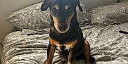 Milo joined the competition — help win amazing prizes! dog, bed, bedroom, pillow, window, pet, animal, canine, fur, black, tan, domestic_animal, indoor, resting, cute, small_dog, looking, sitting, pattern, furniture