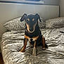animal, bed, bedroom, black, canine, cute, dog, domestic_animal, fur, furniture, indoor, looking, pattern, pet, pillow, resting, sitting, small_dog, tan, window