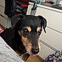 Milo is registered to the contest to win money with this photo: dog, pet, indoor, black_and_tan, tongue_out, backpack, pikachu, gaming_chair, dresser, floor, person_hand, plate, gray_clothing, bee_pattern, reflection, mirror, room, furniture, cute, curious