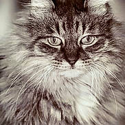 Lulu joined the competition — help win amazing prizes! cat, fluffy, portrait, closeup, animal, whiskers, ears, feline, fur, eyes, face, muzzle, pet, domestic_animal, soft, monochrome, detailed, focused, indoor, cute