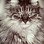 cat, fluffy, portrait, closeup, animal, whiskers, ears, feline, fur, eyes, face, muzzle, pet, domestic_animal, soft, monochrome, detailed, focused, indoor, cute