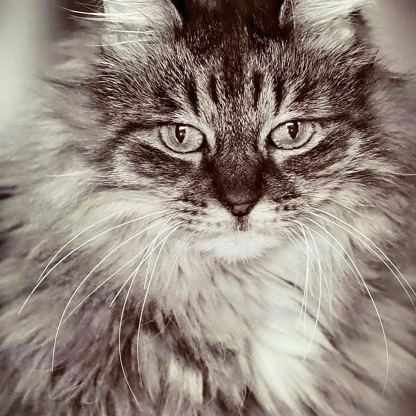 Lulu joined the competition — help win amazing prizes! animal, cat, closeup, cute, detailed, domestic_animal, ears, eyes, face, feline, fluffy, focused, fur, indoor, monochrome, muzzle, pet, portrait, soft, whiskers