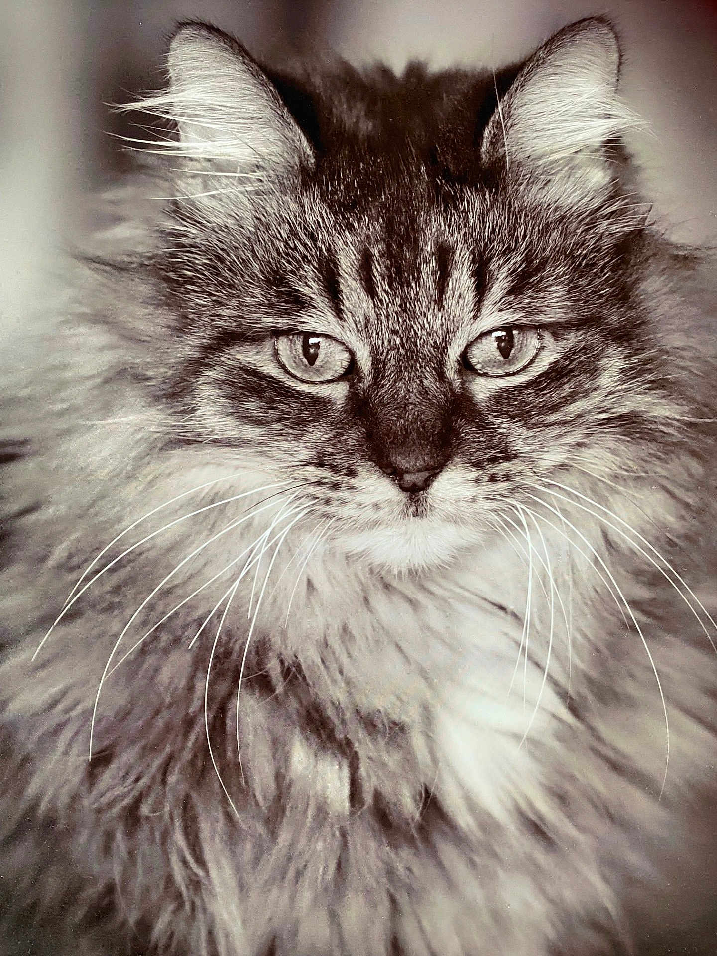 Lulu