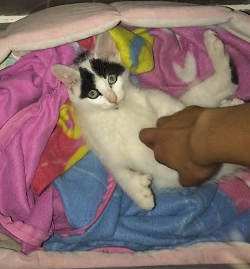 Mitaine participe au concours pour gagner de l'argent avec cette photo : aegean_cat, asian, carnivore, cat, domestic_short_haired_cat, european_shorthair, fawn, felidae, kitten, leg, mammal, nap, ojos_azules, polydactyl_cat, small_to_medium_sized_cats, snowshoe, tail, turkish_angora, turkish_van, whiskers