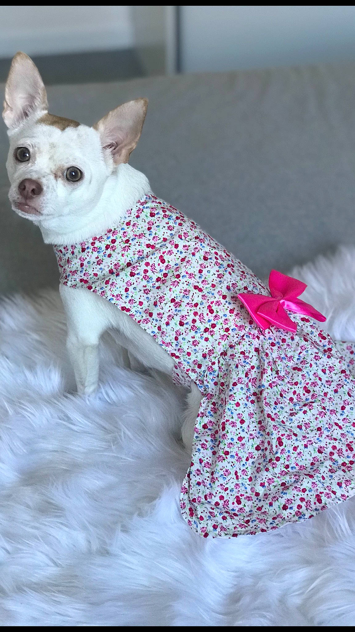 Naya a rejoint le concours — aidez-le/la à gagner de superbes lots ! canidae, carnivore, chihuahua, companion_dog, dog, dog_breed, dog_clothes, dog_collar, dog_supply, dress, fawn, outerwear, pattern, pet_supply, pink, puppy, toy_dog