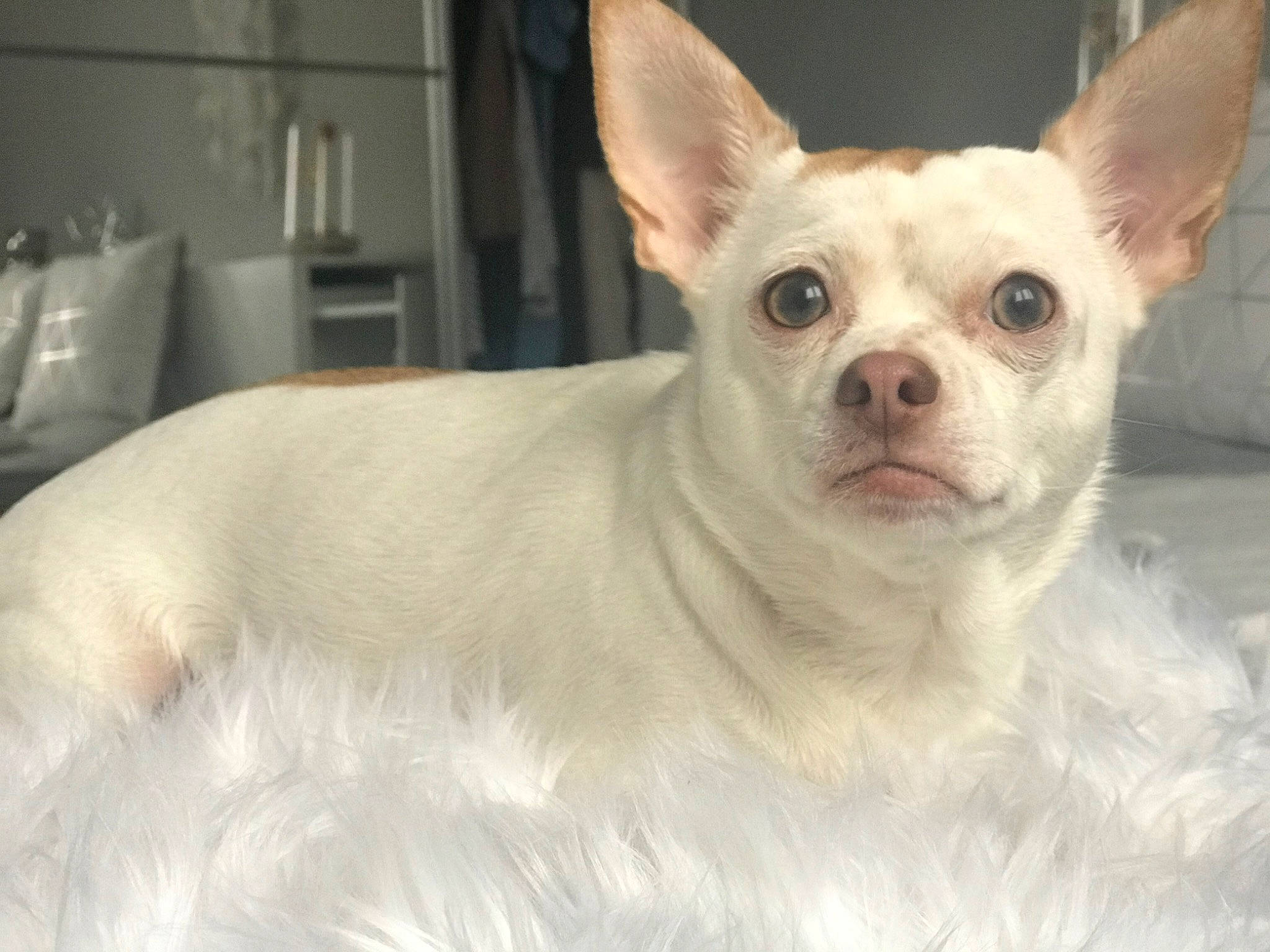 Naya a rejoint le concours — aidez-le/la à gagner de superbes lots ! ancient_dog_breeds, canidae, carnivore, chihuahua, companion_dog, dog, dog_breed, ear, eye, fawn, mammal, puppy, rare_breed_dog, snout, sporting_group, toy_dog, vertebrate, whiskers