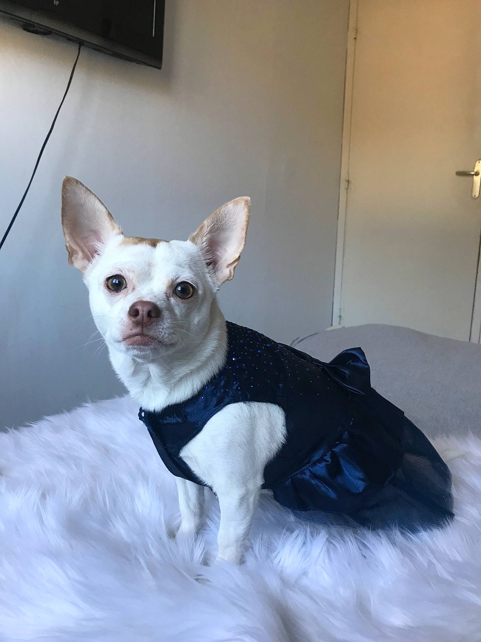 Naya participe au concours pour gagner de l'argent avec cette photo : canidae, carnivore, chihuahua, companion_dog, dog, dog_breed, dog_clothes, ear, french_bulldog, mammal, neck, non_sporting_group, puppy, snout, toy_dog, vertebrate, whiskers