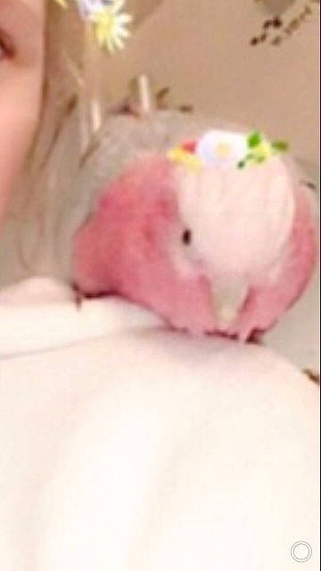 Pimkie a rejoint le concours — aidez-le/la à gagner de superbes lots ! baby, child, fur, pink, rabbit, rabbits_and_hares, rodent, skin, stuffed_toy, toy