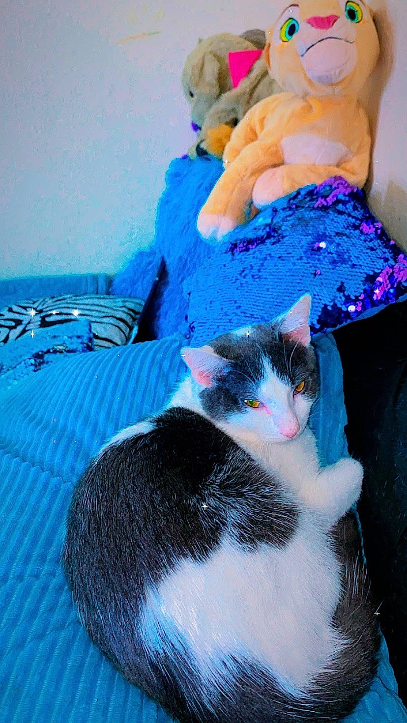 Bibi is registered to the contest to win money with this photo: azure, blue, carnivore, cat, comfort, domestic_short_haired_cat, electric_blue, felidae, fur, human_leg, lap, linens, pattern, paw, sitting, small_to_medium_sized_cats, t_shirt, tail, textile, whiskers