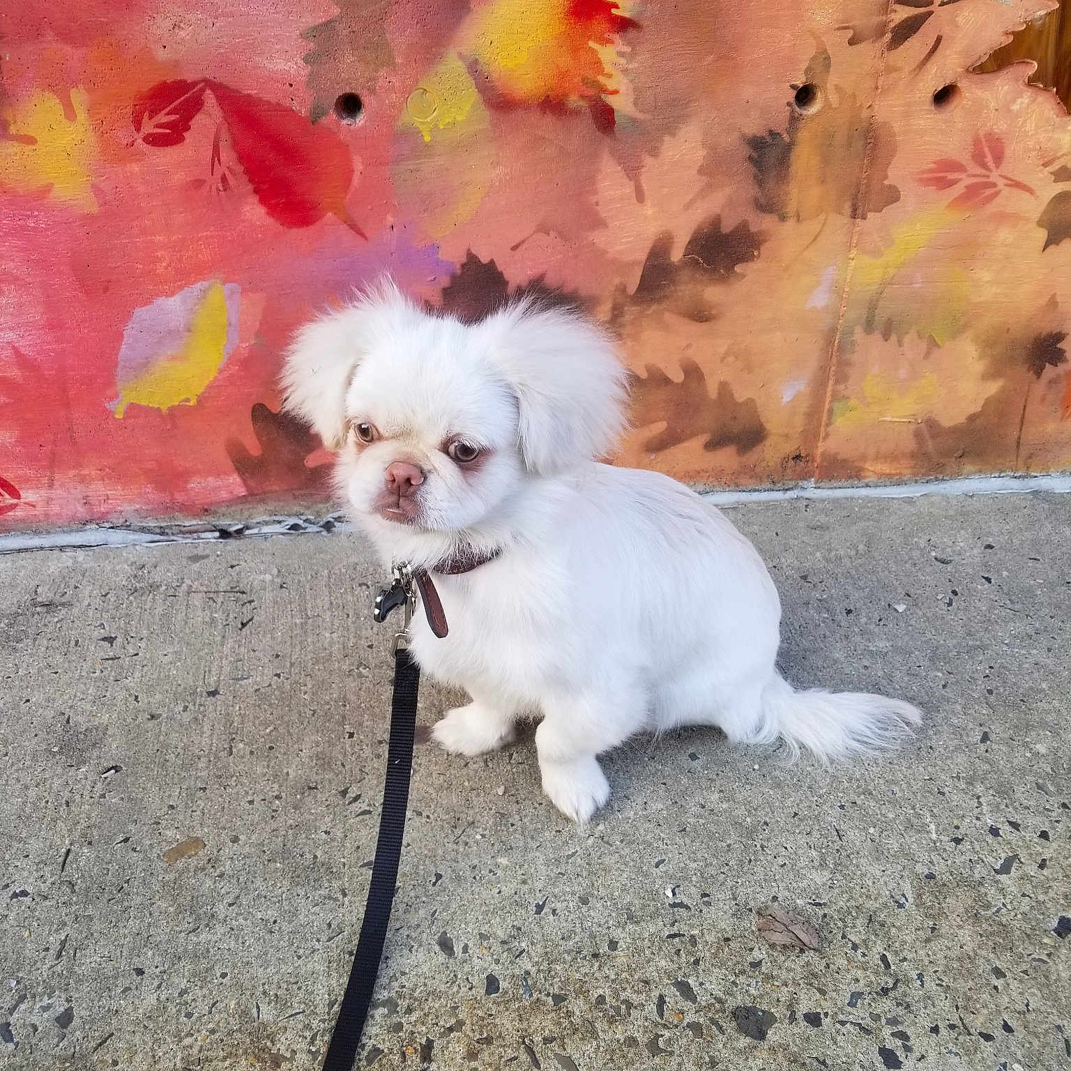Vincent Van Gogh joined the competition — help win amazing prizes! bichon, bolonka, canidae, carnivore, chinese_imperial_dog, companion_dog, dog, dog_breed, lhasa_apso, mal_shi, maltese, mammal, non_sporting_group, pekingese, pomeranian, puppy, shih_tzu, toy_dog, toy_poodle, vertebrate