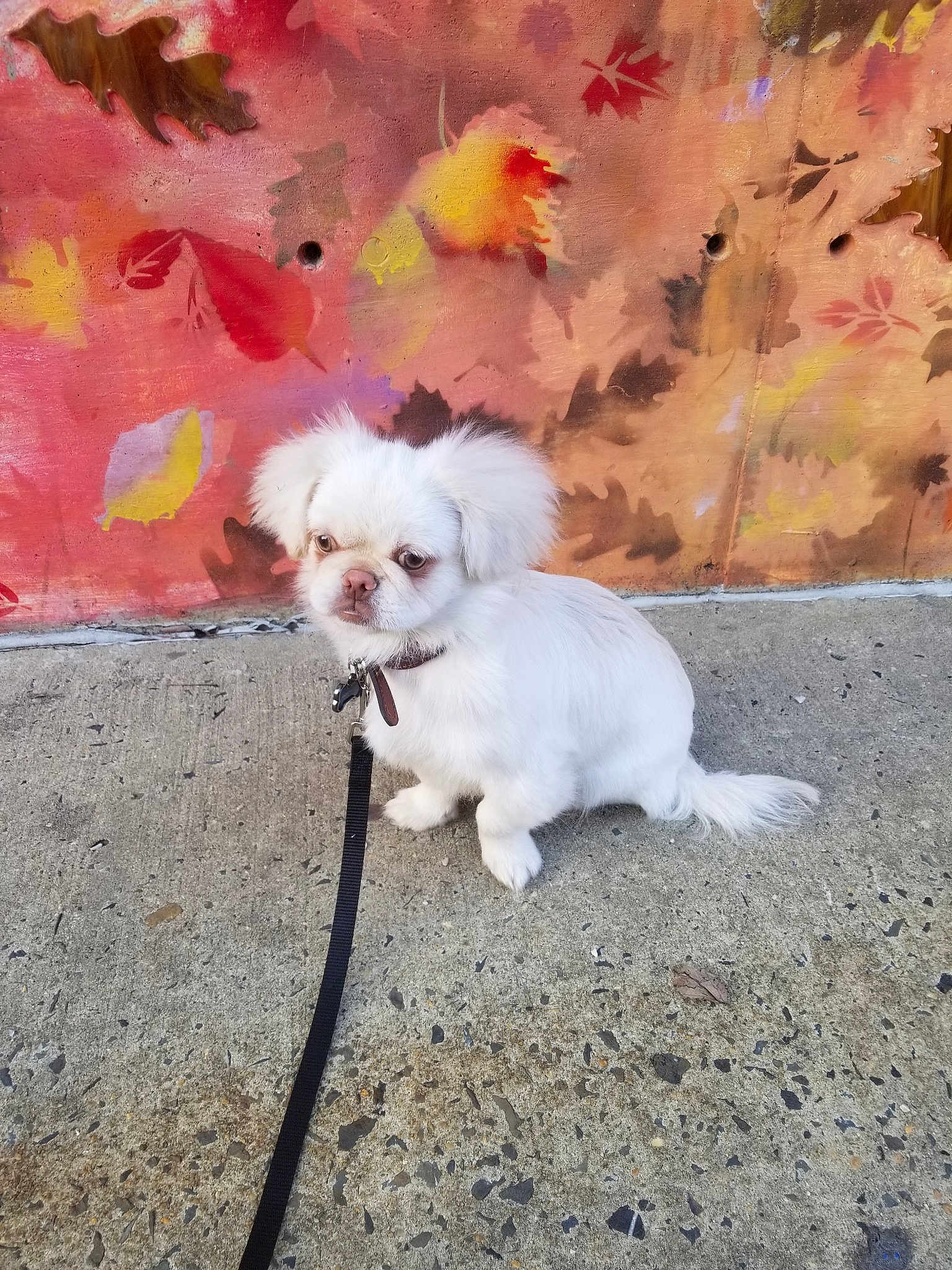 Vincent Van Gogh joined the competition — help win amazing prizes! bichon, bolonka, canidae, carnivore, chinese_imperial_dog, companion_dog, dog, dog_breed, lhasa_apso, mal_shi, maltese, mammal, non_sporting_group, pekingese, pomeranian, puppy, shih_tzu, toy_dog, toy_poodle, vertebrate