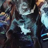 Dixie is registered to the contest to win money with this photo: dog, black_dog, pet, animal, indoor, blanket, fur, collar, face, eyes, nose, paw, resting, cozy, closeup, looking, warm_light, door, fabric, home
