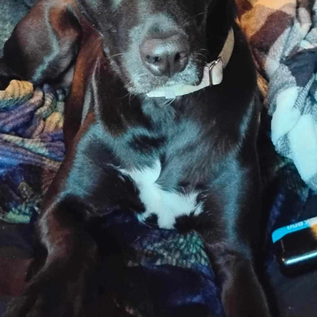 Dixie is registered to the contest to win money with this photo: animal, black_dog, blanket, closeup, collar, cozy, dog, door, eyes, fabric, face, fur, home, indoor, looking, nose, paw, pet, resting, warm_light