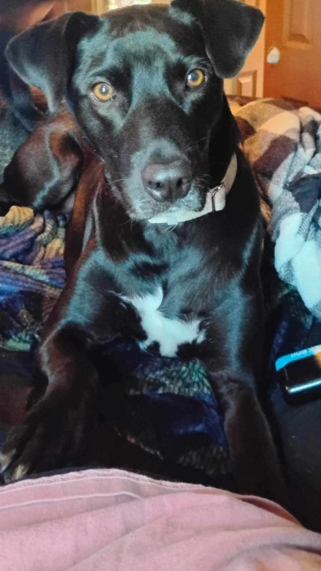 Dixie