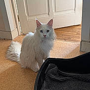 Zazou participe au concours pour gagner de l'argent avec cette photo : cat, white_cat, heterochromia, indoor, floor, door, pet_bed, furniture, animal, fur, heterochromatic_eyes, domestic_cat, curious, sitting, household, home, mammal, tail, whiskers, portrait