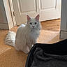 cat, white_cat, heterochromia, indoor, floor, door, pet_bed, furniture, animal, fur, heterochromatic_eyes, domestic_cat, curious, sitting, household, home, mammal, tail, whiskers, portrait