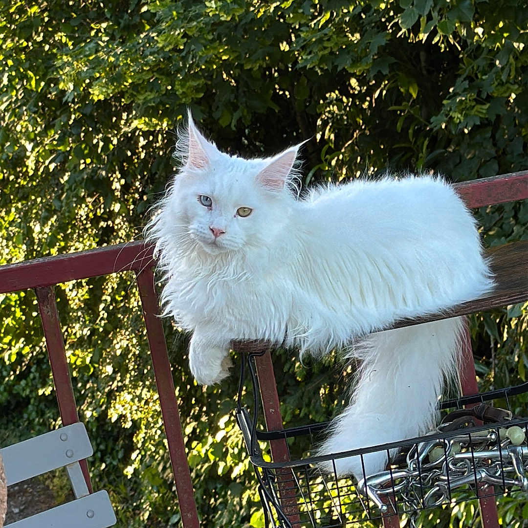 Zazou participe au concours pour gagner de l'argent avec cette photo : cat, white_cat, heterochromia, outdoor, railing, bicycle, basket, greenery, foliage, sunlight, animal, pet, fluffy, relaxed, nature, daylight, fur, perched, metal, rust