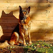 Zeus a rejoint le concours — aidez-le/la à gagner de superbes lots ! dog, german_shepherd, shadow, wooden_wall, sunlight, outdoor, grass, leaves, animal, pet, sitting, fur, nature, daylight, canine, watchful, ears, tail, ground, rustic