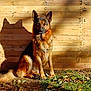dog, german_shepherd, shadow, wooden_wall, sunlight, outdoor, grass, leaves, animal, pet, sitting, fur, nature, daylight, canine, watchful, ears, tail, ground, rustic