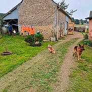 Lasko participe au concours pour gagner de l'argent avec cette photo : dog, grass, barn, person, clothing, fence, rural, yard, garden, tree, house, path, outdoor, plants, farm, workwear, nature, building, sky, orange