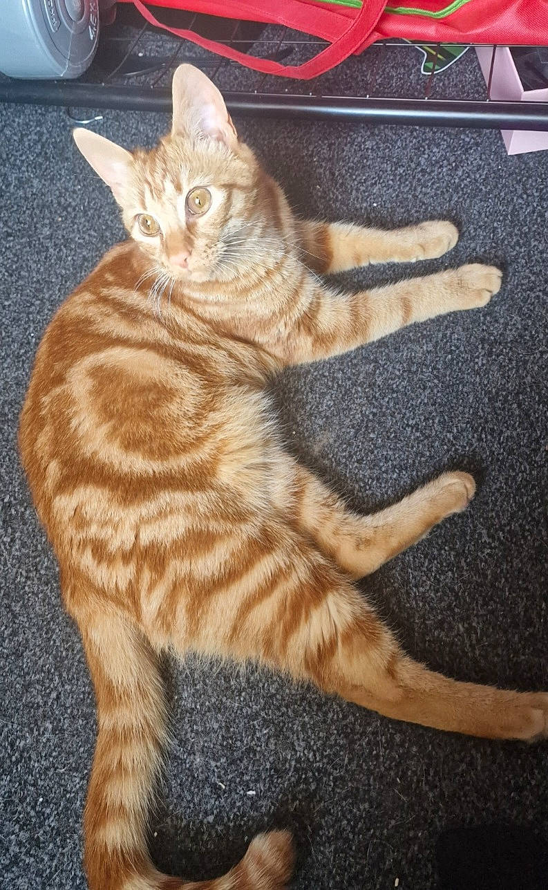 Axl is registered to the contest to win money with this photo: carnivore, cat, claw, computer_keyboard, domestic_short_haired_cat, fawn, felidae, foot, fur, paw, sitting, small_to_medium_sized_cats, snout, tail, terrestrial_animal, whiskers