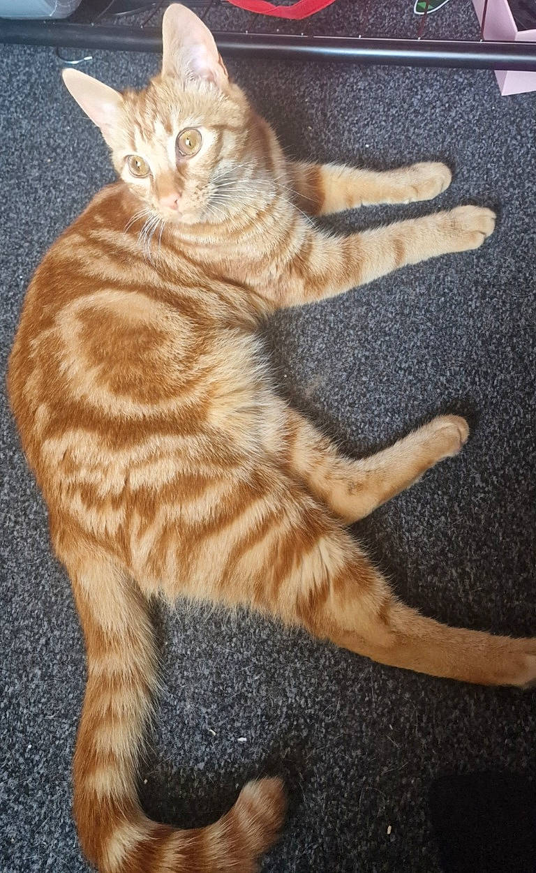 Axl is registered to the contest to win money with this photo: carnivore, cat, claw, domestic_short_haired_cat, fawn, felidae, foot, fur, paw, peach, sitting, small_to_medium_sized_cats, tail, terrestrial_animal, whiskers