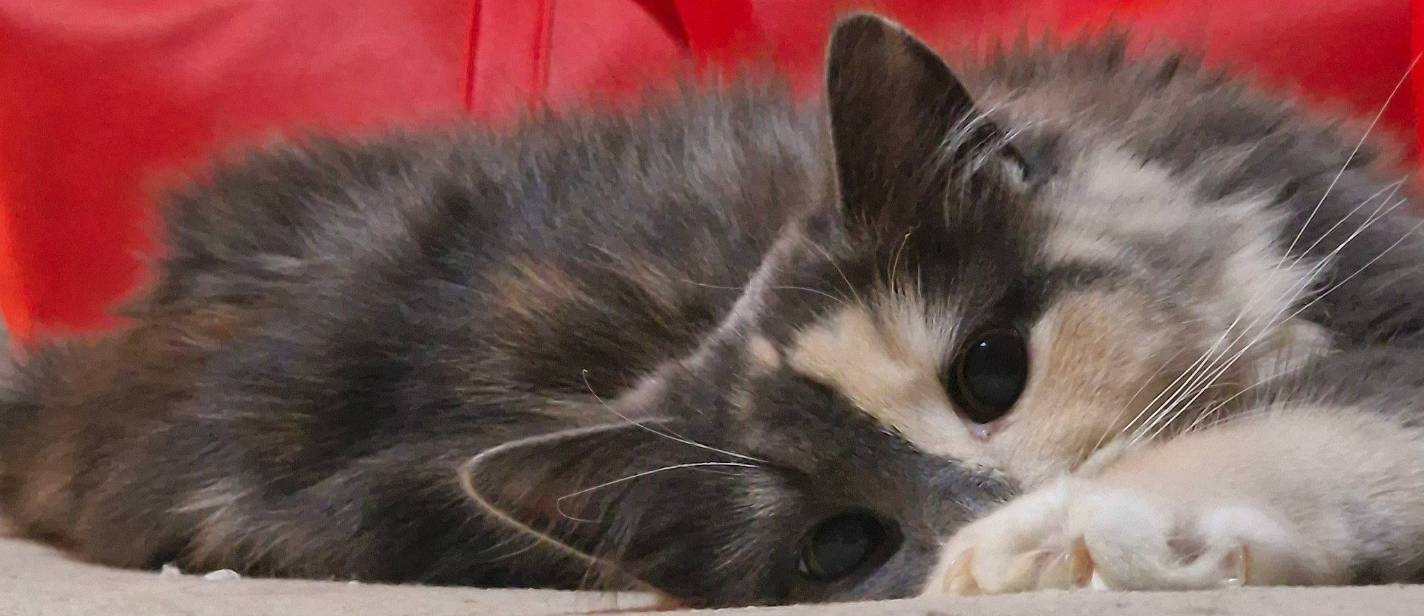 Nellie joined the competition — help win amazing prizes! carnivore, cat, claw, domestic_short_haired_cat, felidae, fur, paw, small_to_medium_sized_cats, snout, terrestrial_animal, whiskers