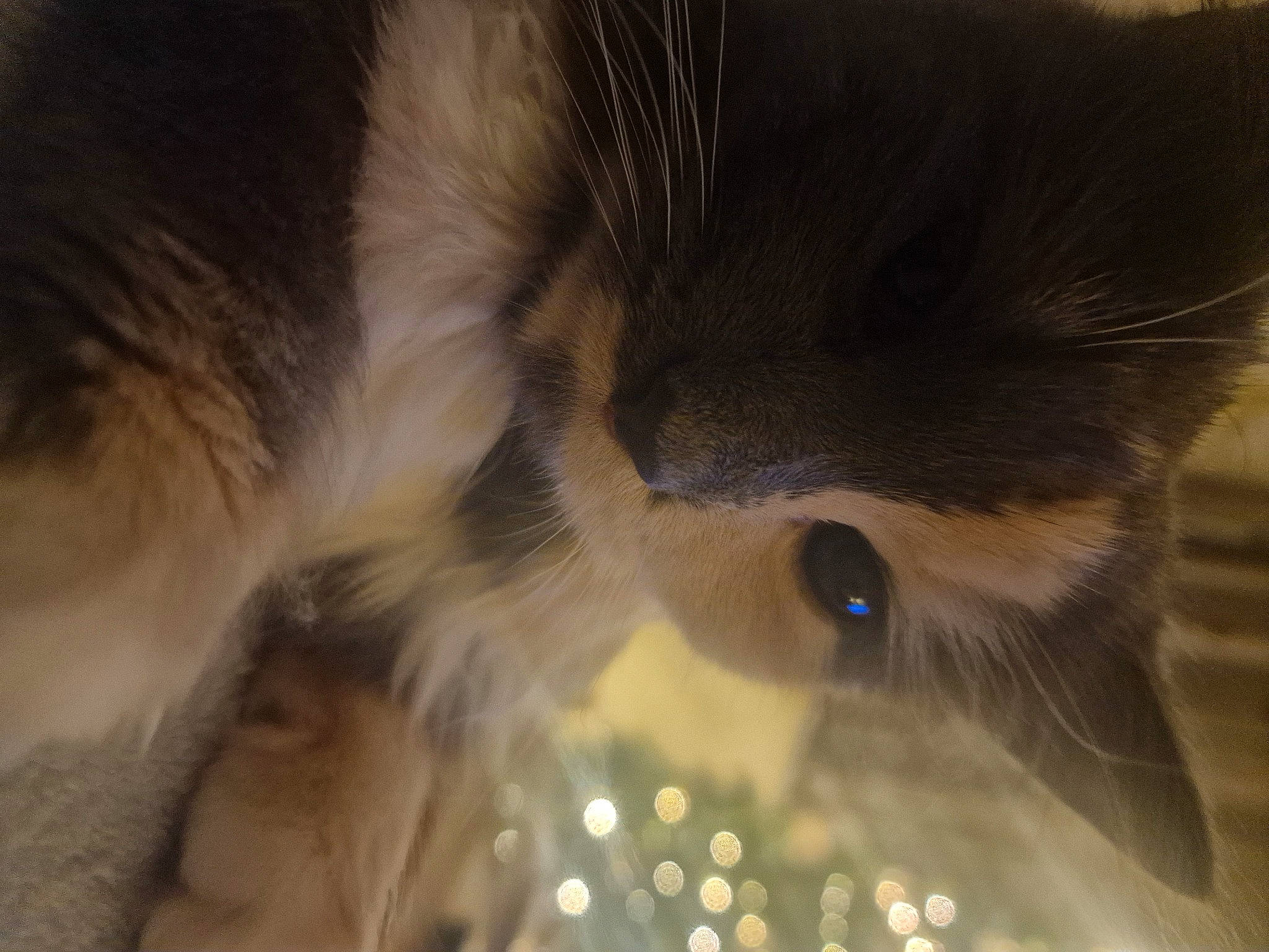 Nellie is registered to the contest to win money with this photo: carnivore, cat, claw, cloud, domestic_short_haired_cat, ear, eye, eyebrow, eyelash, felidae, fur, hair, iris, paw, small_to_medium_sized_cats, snout, tail, tree, whiskers, wildlife