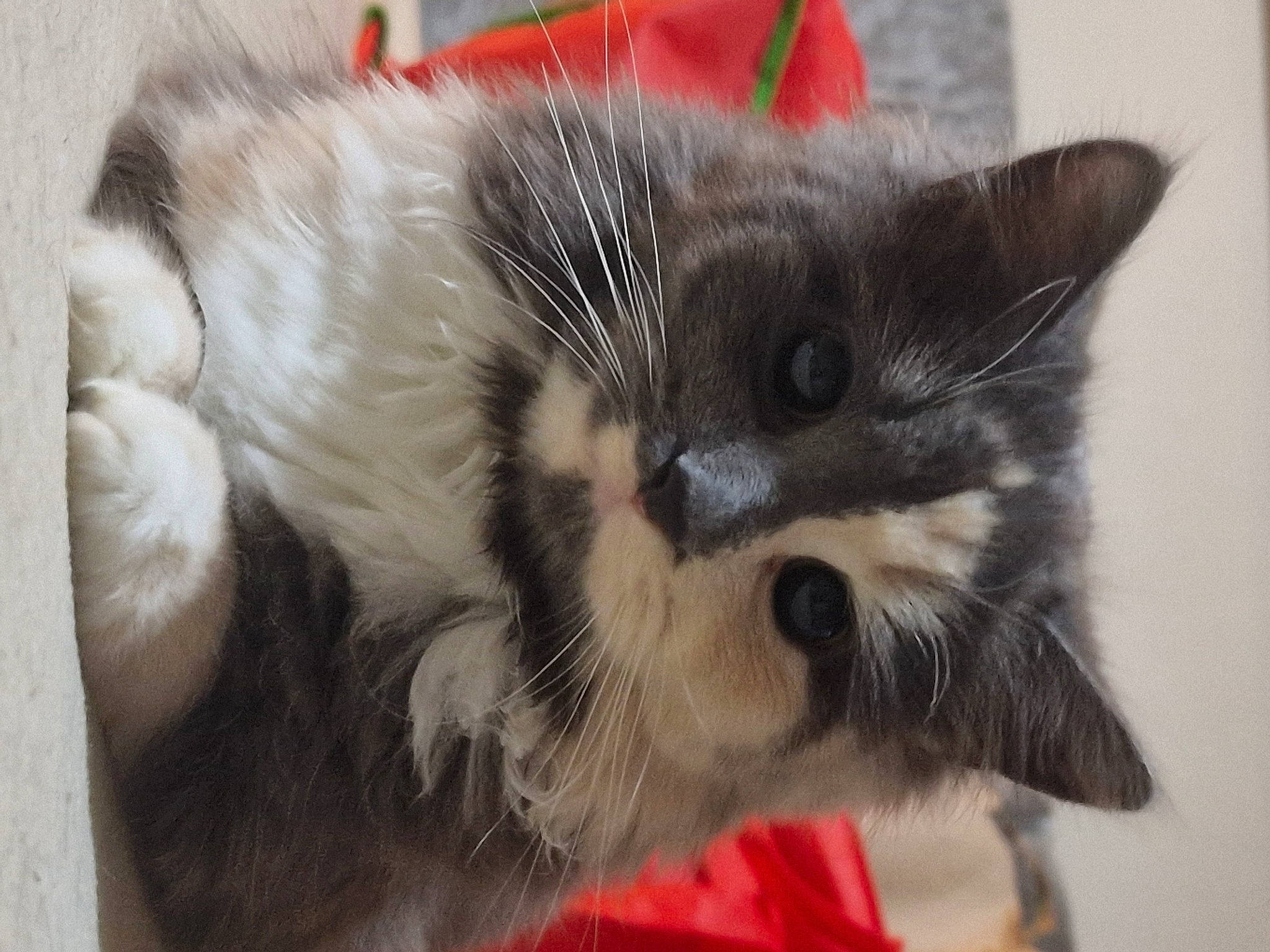 Nellie joined the competition — help win amazing prizes! carnivore, cat, claw, domestic_short_haired_cat, felidae, fur, paw, plant, small_to_medium_sized_cats, snout, tail, whiskers