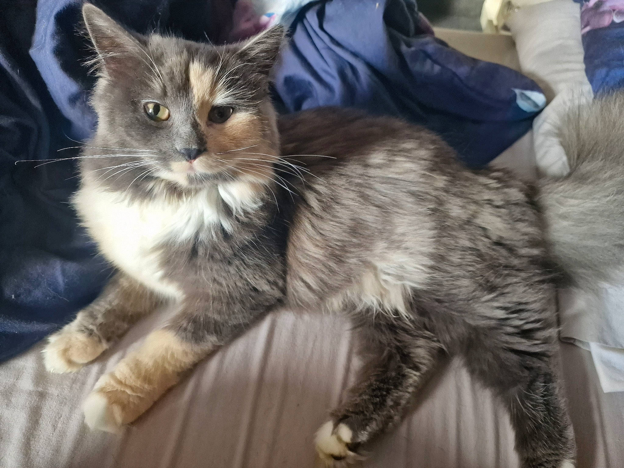 Nellie is registered to the contest to win money with this photo: carnivore, cat, claw, domestic_short_haired_cat, felidae, fur, lap, paw, sitting, small_to_medium_sized_cats, snout, tail, whiskers