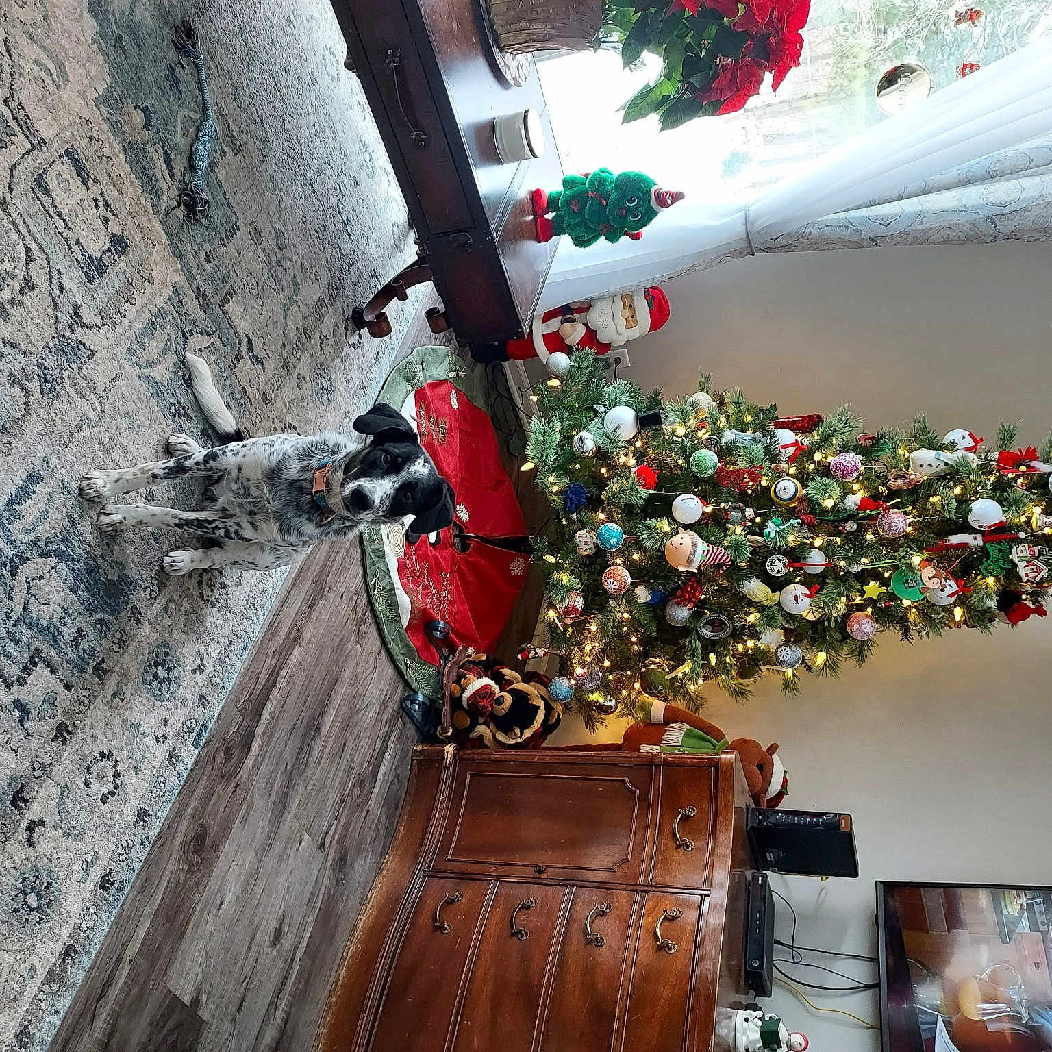 Otis is registered to the contest to win money with this photo: art, christmas_decoration, christmas_ornament, christmas_tree, door, event, floral_design, flower_arranging, flowerpot, holiday, house, houseplant, ornament, plant, red, tradition, tree, twig, window, wood