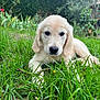 puppy, golden_retriever, dog, grass, garden, greenery, flowers, nature, cute, pet, outdoor, animal, young, laying_down, fur, canine, head, eyes, nose, background_blur