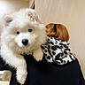 dog, puppy, fluffy, white_dog, person, red_hair, hoodie, black_clothing, indoor, shoulder, pet, animal, cute, companion, curious, fur, holding, back_view, casual, cozy
