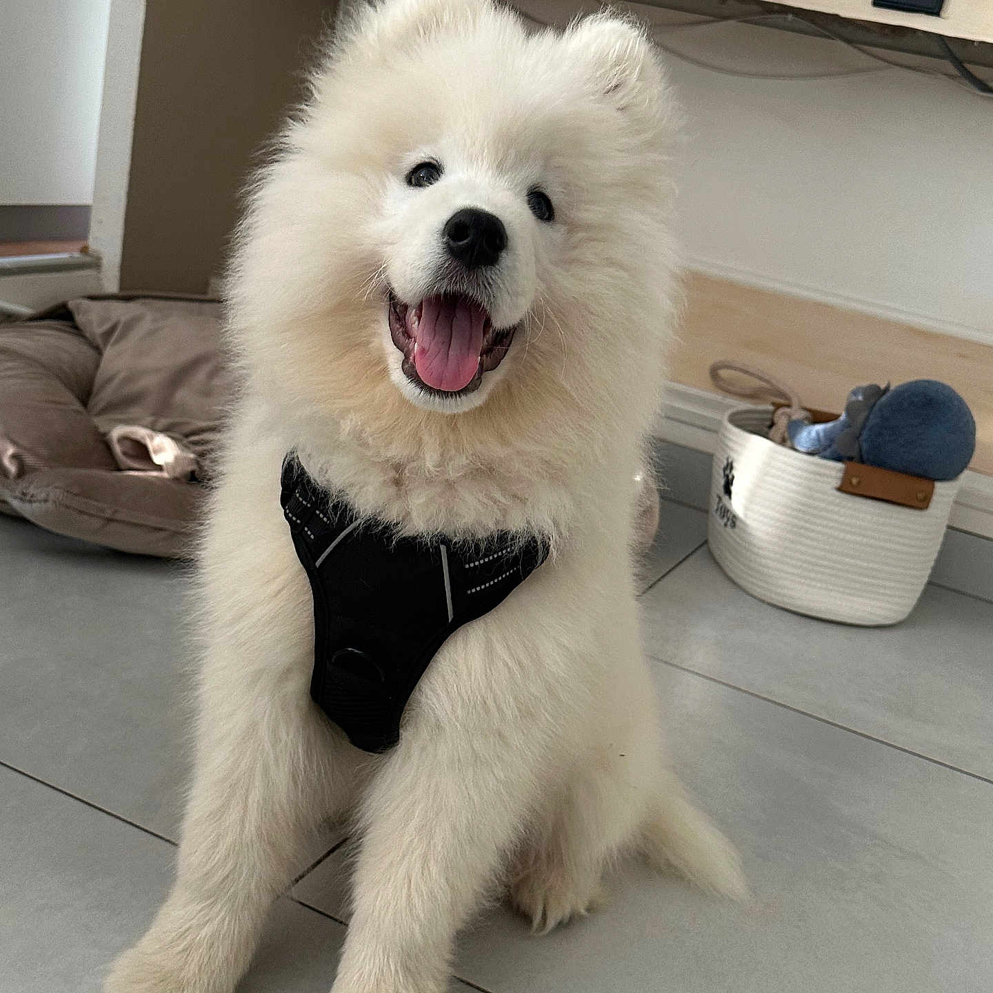 Booby a rejoint le concours — aidez-le/la à gagner de superbes lots ! dog, puppy, white_fur, fluffy, harness, happy, smiling, indoor, floor, tile, pet_bed, basket, toys, cozy, cute, animal, sitting, domestic, friendly, companion