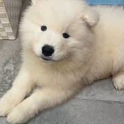 Booby participe au concours pour gagner de l'argent avec cette photo : puppy, dog, white_fur, fluffy, cute, animal, pet, indoor, floor, tile, young, adorable, lying_down, looking_up, soft, fur, companion, domestic, friendly, canine