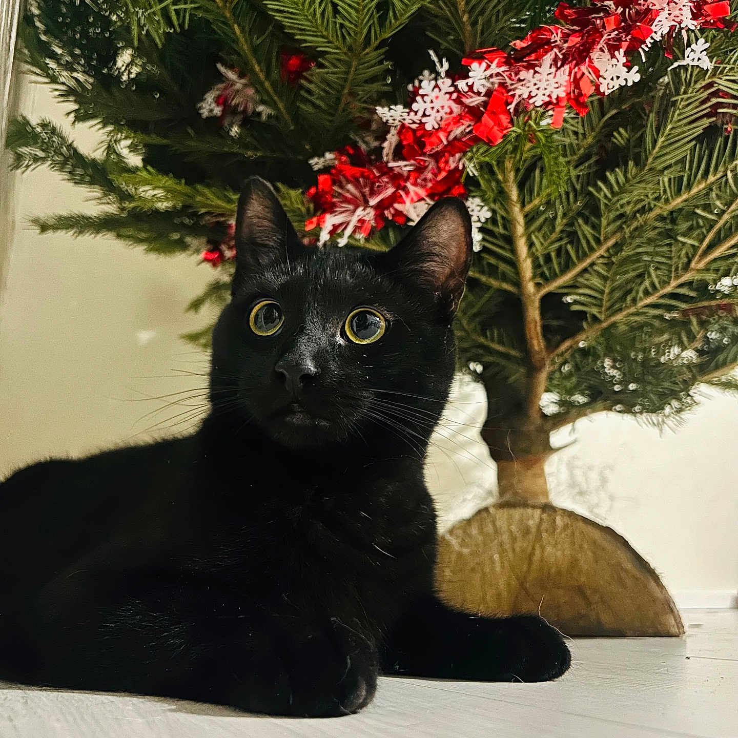 Kuma a rejoint le concours — aidez-le/la à gagner de superbes lots ! animal, black_cat, cat, celebration, christmas_tree, close_up, cozy, curious_eyes, decoration, festive, floor, garland, greenery, holiday_decor, indoor, pet, relaxed, tree_trunk, whiskers, winter