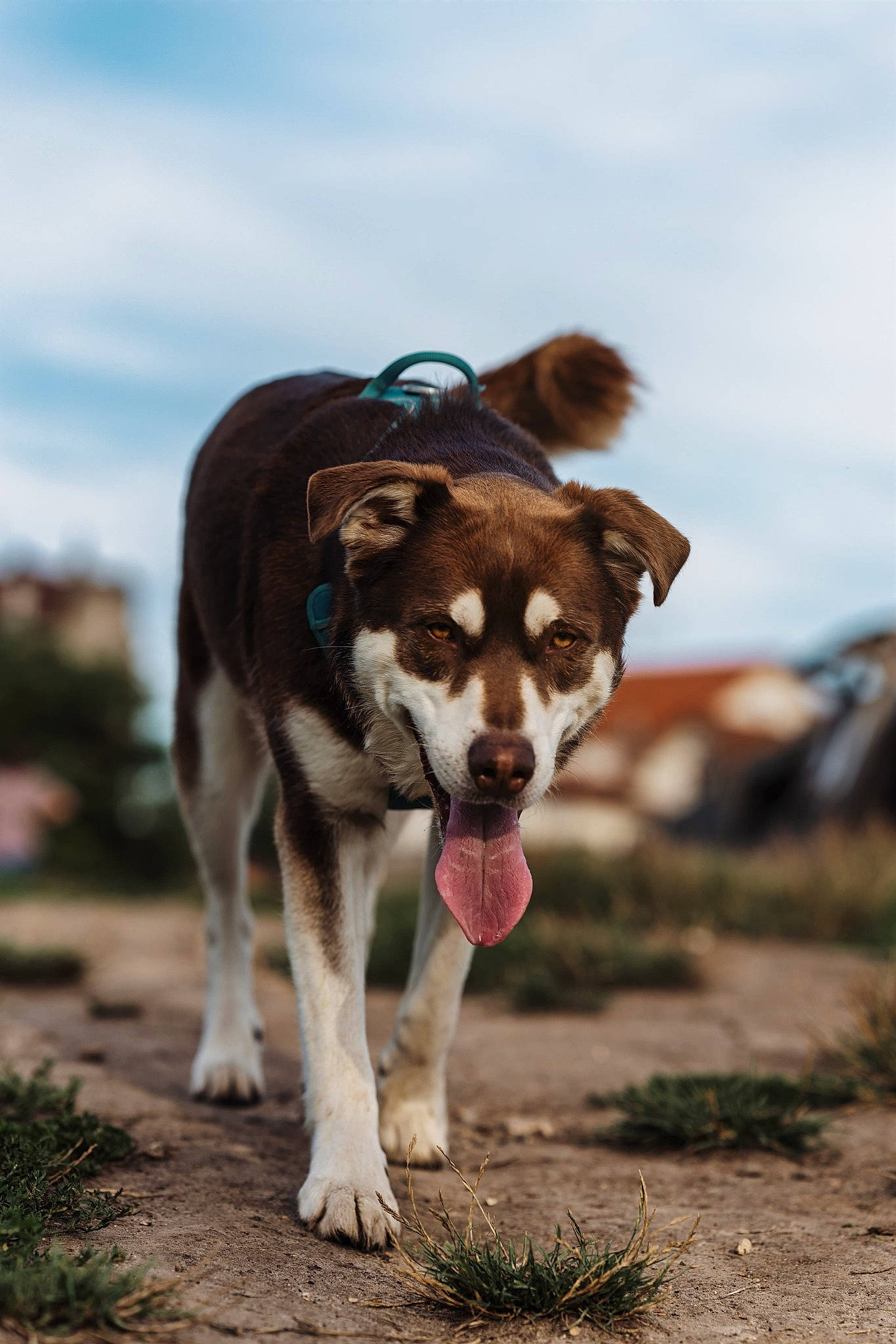Tyson participe au concours pour gagner de l'argent avec cette photo : ancient_dog_breeds, canidae, carnivore, cloud, companion_dog, dog, dog_breed, fur, grass, herding_dog, pack_animal, plant, sky, sled_dog, soil, sporting_group, tail, terrestrial_animal, working_animal, working_dog