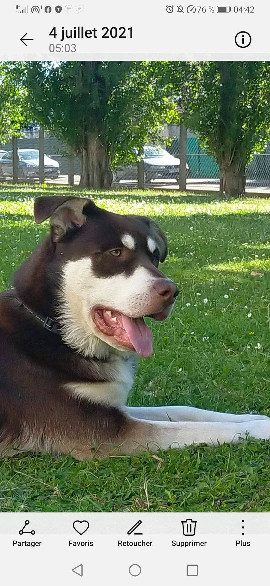 Tyson a rejoint le concours — aidez-le/la à gagner de superbes lots ! canidae, carnivore, companion_dog, dog, dog_breed, fang, grass, groundcover, herding_dog, non_sporting_group, plant, snout, sporting_group, terrestrial_animal, tree, whiskers, working_animal, working_dog