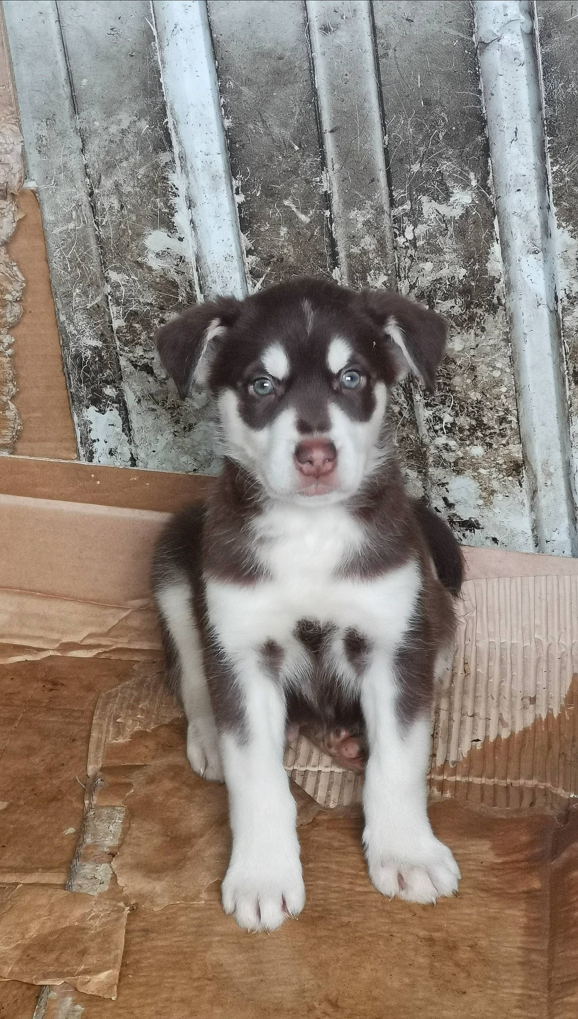 Tyson participe au concours pour gagner de l'argent avec cette photo : border_collie, canidae, carnivore, companion_dog, dog, dog_breed, fence, fur, non_sporting_group, paw, puppy, snout, sporting_group, tail, terrestrial_animal, working_animal, working_dog