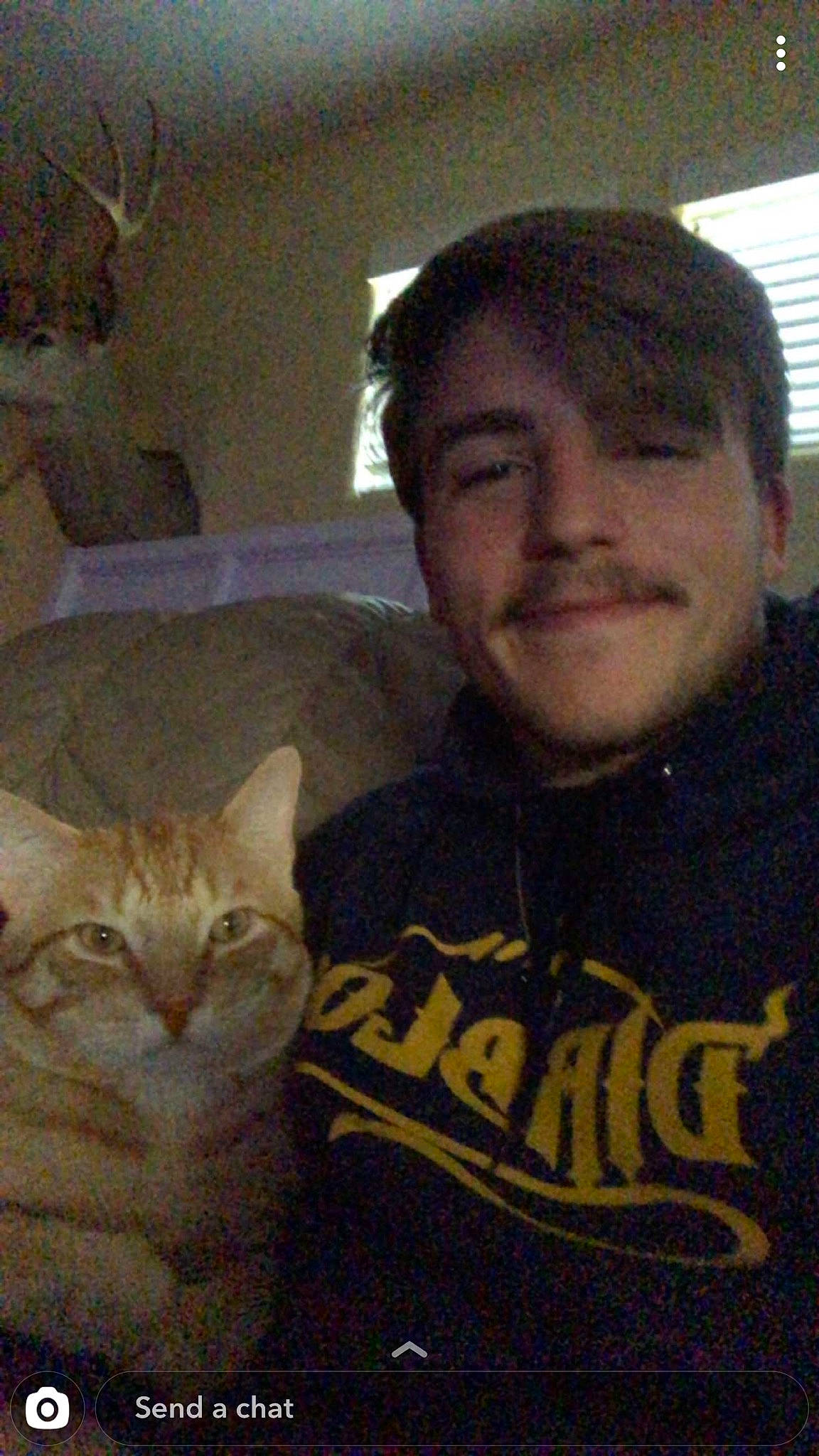 Chuck is registered to the contest to win money with this photo: asian, carnivore, cat, domestic_short_haired_cat, felidae, small_to_medium_sized_cats, whiskers