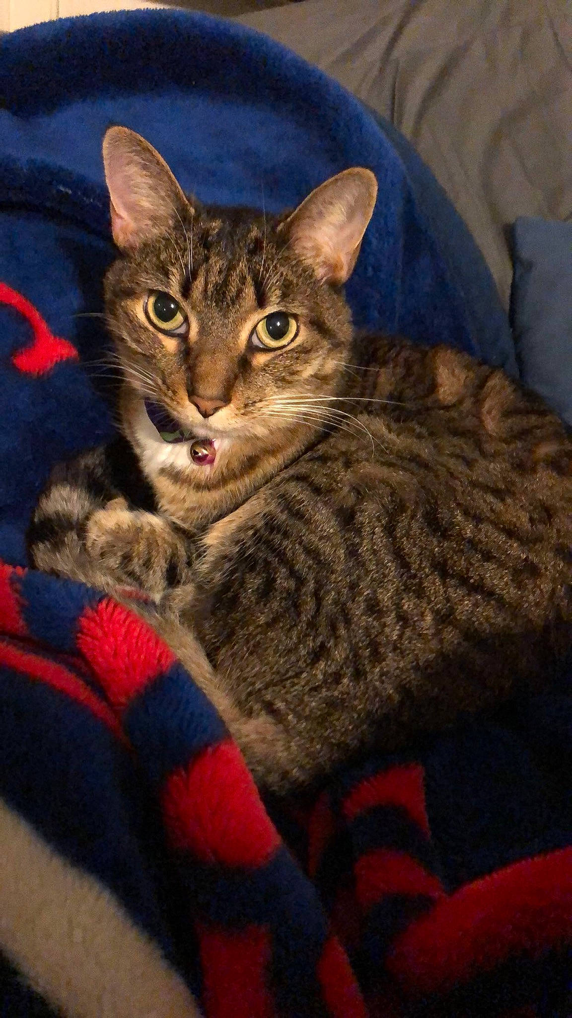 Ella joined the competition — help win amazing prizes! american_shorthair, asian, california_spangled, carnivore, cat, chausie, domestic_short_haired_cat, dragon_li, egyptian_mau, european_shorthair, felidae, fur, german_rex, kitten, mammal, pixie_bob, small_to_medium_sized_cats, tabby_cat, toyger, whiskers