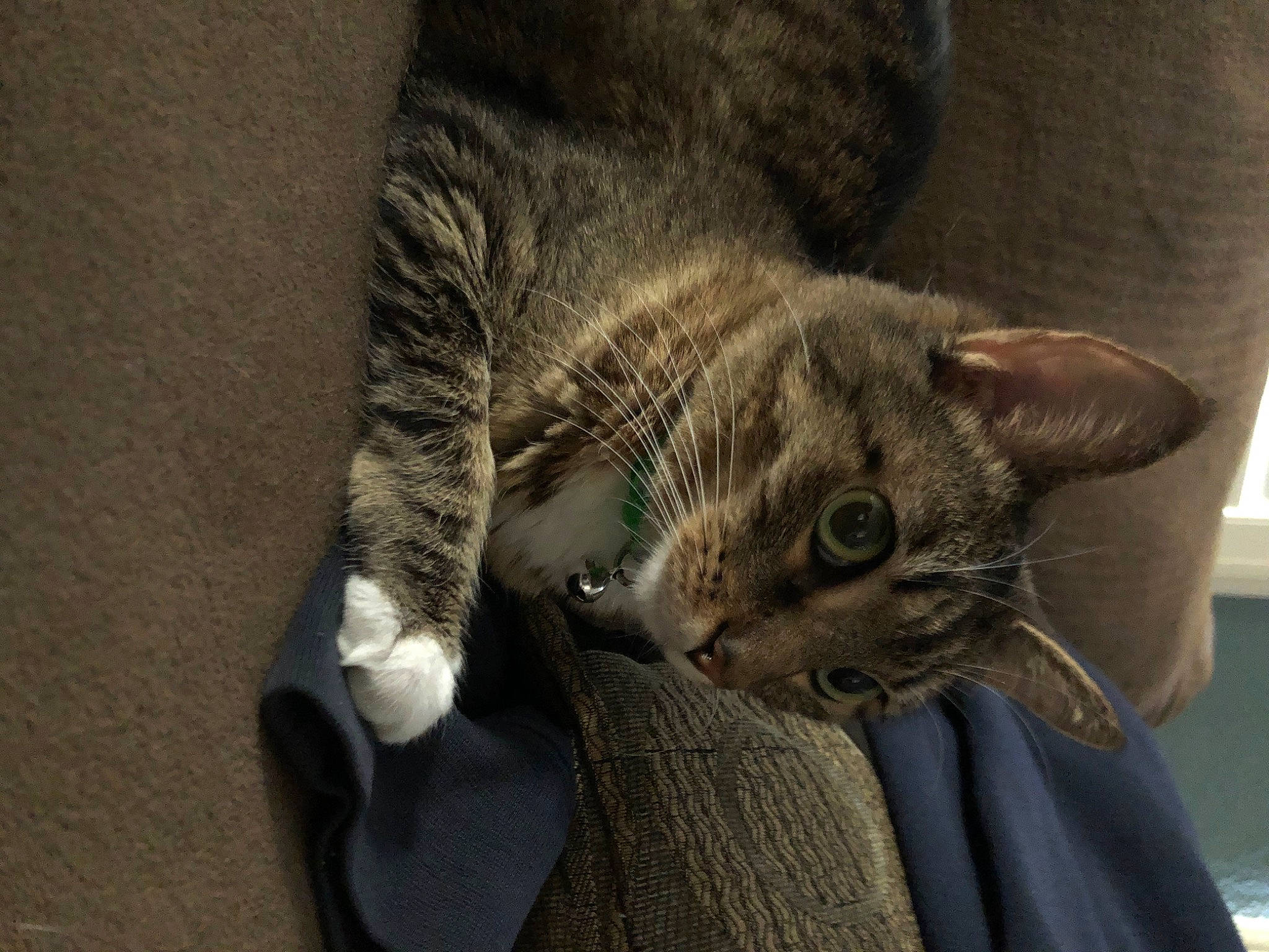 Ella is registered to the contest to win money with this photo: american_shorthair, asian, australian_mist, california_spangled, carnivore, cat, domestic_short_haired_cat, dragon_li, european_shorthair, felidae, fur, german_rex, kitten, mammal, paw, polydactyl_cat, small_to_medium_sized_cats, snout, tabby_cat, whiskers