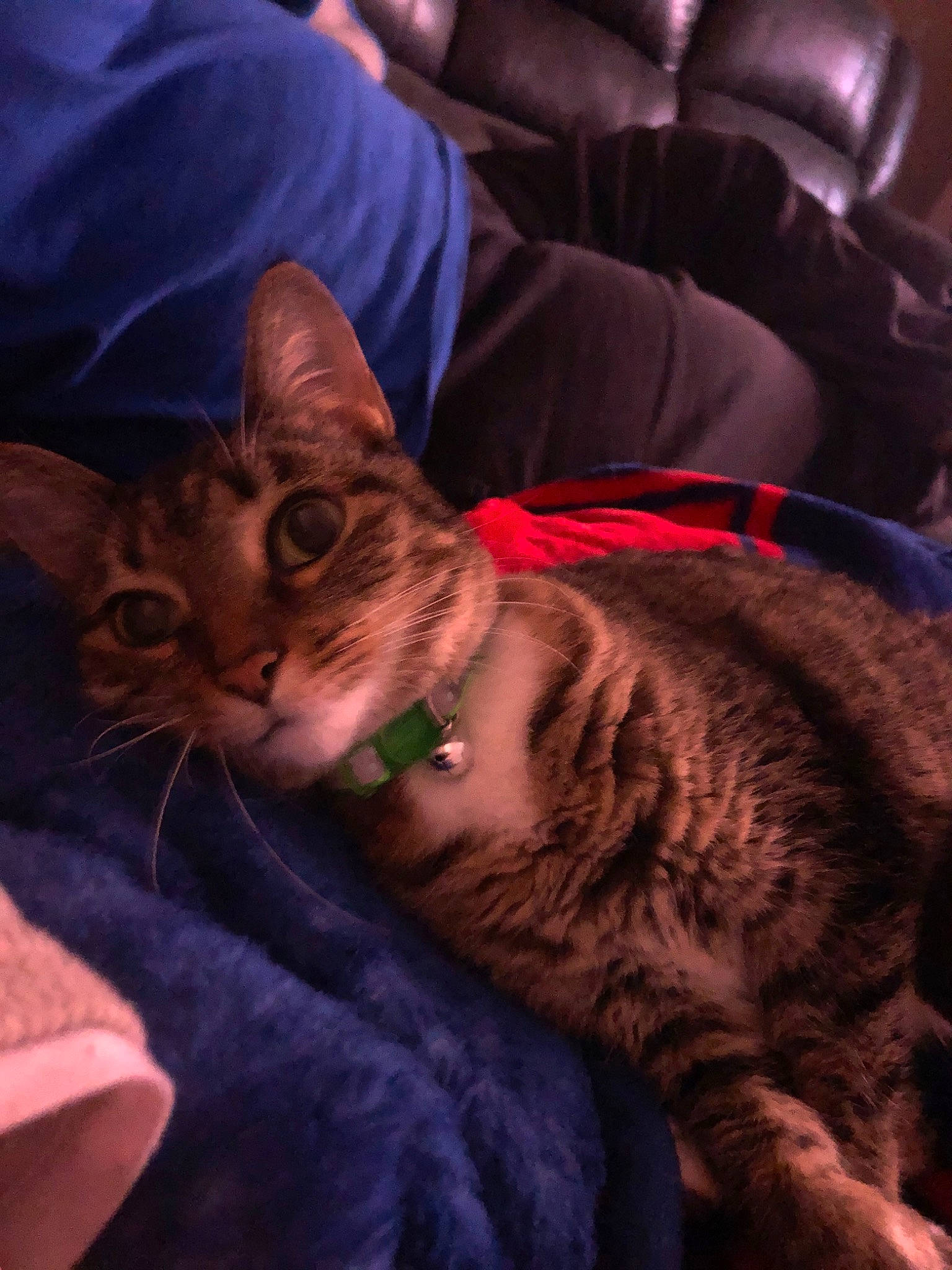 Ella is registered to the contest to win money with this photo: asian, california_spangled, carnivore, cat, chausie, domestic_short_haired_cat, dragon_li, ear, european_shorthair, felidae, fur, german_rex, mammal, pixie_bob, small_to_medium_sized_cats, snout, tabby_cat, toyger, whiskers