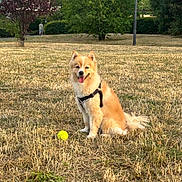 Teddy is registered to the contest to win money with this photo: animal, canine, dog, field, grass, happy, harness, leisure, nature, outdoor, park, person, pet, play, sitting, summer, sunlight, tennis_ball, tree, walking