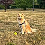animal, canine, dog, field, grass, happy, harness, leisure, nature, outdoor, park, person, pet, play, sitting, summer, sunlight, tennis_ball, tree, walking