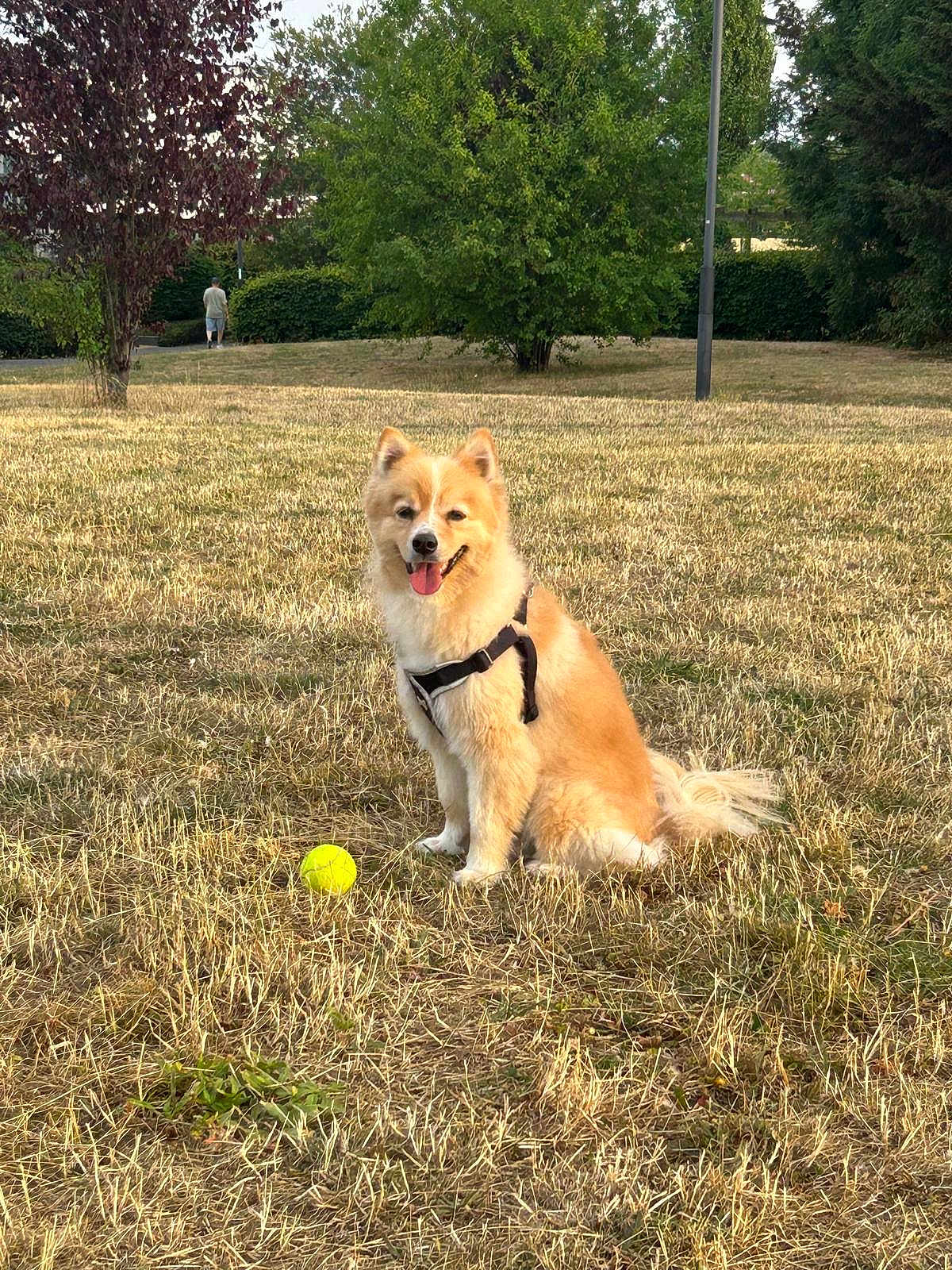 Teddy