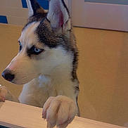 Zoe is registered to the contest to win money with this photo: husky, puppy, dog, blue_eyes, curious, indoor, wooden_ledge, tiled_wall, ears, fur, nose, paw, looking_away, pet, animal, canine, house, window, light, closeup