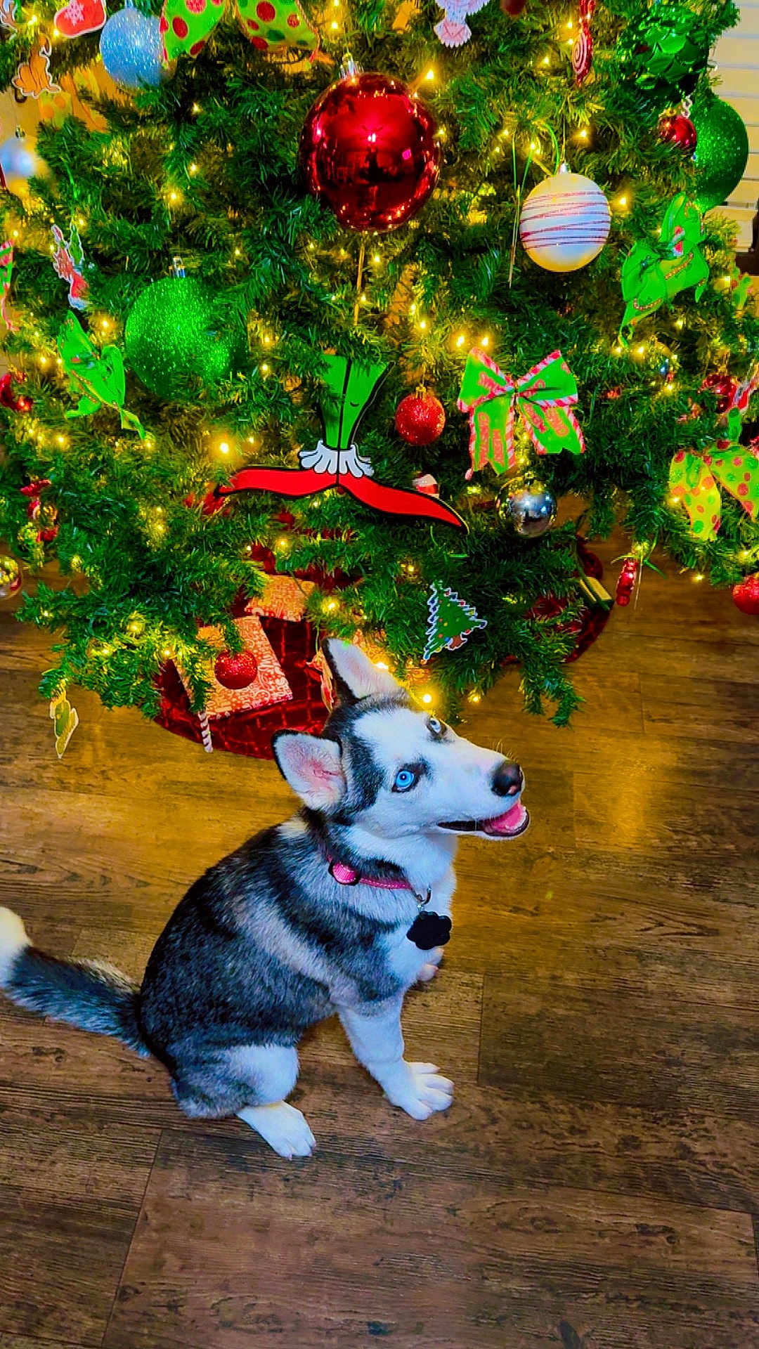 Zoe joined the competition — help win amazing prizes! dog, husky, puppy, blue_eyes, collar, floor, wooden_floor, christmas_tree, ornaments, christmas_lights, holiday_decor, festive, indoor, pet, cute, smiling, sitting, holiday, celebration, decorations