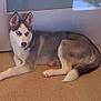 Zoe is registered to the contest to win money with this photo: dog, husky, blue_eyes, pet, animal, carpet, indoor, lounging, canine, fur, ears, tail, window, glass, reflection, floor, domestic, portrait, alert, side_view