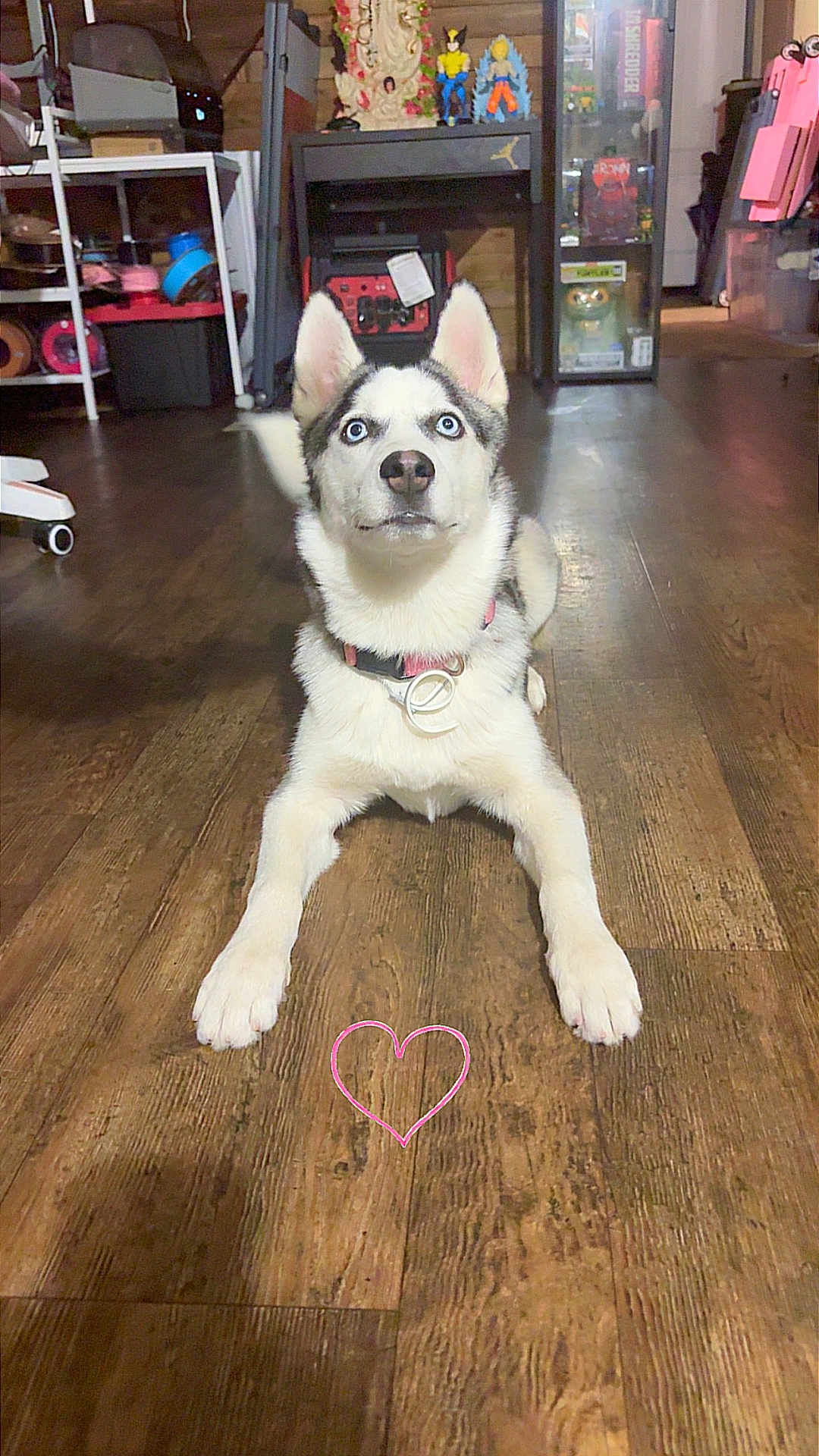 Zoe is registered to the contest to win money with this photo: dog, husky, blue_eyes, indoor, wooden_floor, pet, lying_down, collar, heart_drawing, toy_figures, shelves, flooring, looking_up, animal, household, fur, cute, alert, domestic, background